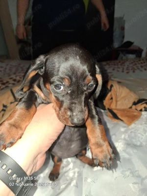 Teckeli Pitici  - imagine 3