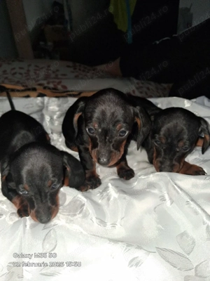 Teckeli Pitici  - imagine 2