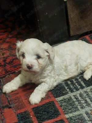 BICHON Maltez rasă pură