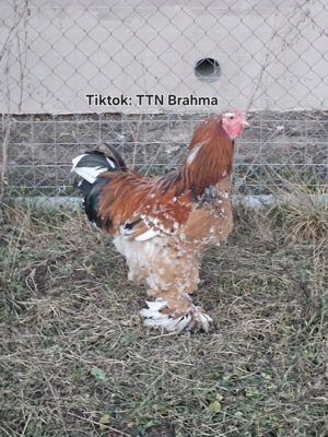 Cocos Brahma Portelan  - imagine 2