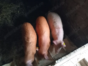 3 şoldani de vânzare 