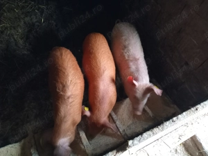 3 şoldani de vânzare  - imagine 2