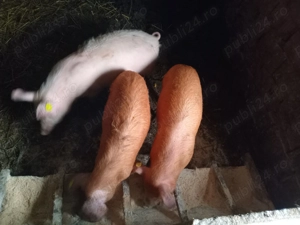 3 şoldani de vânzare  - imagine 3