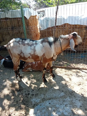 vand capre anglonubiene - imagine 5