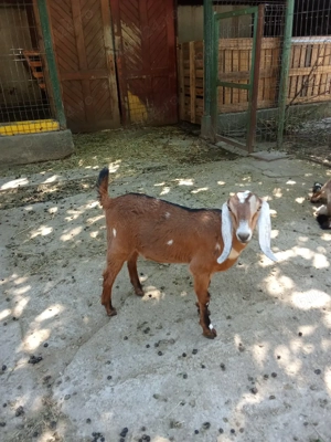 vand capre anglonubiene - imagine 3