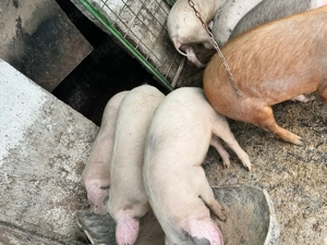 Purcei de vânzare  - imagine 2