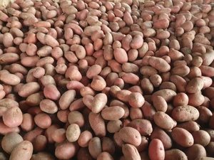 Cartofi de samanta Riviera cl. A, Esmee, Bellarosa, Carrera, cl. B