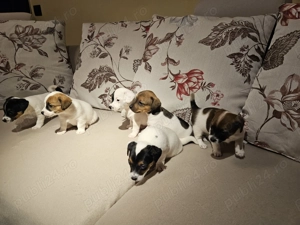 Catei exceptionali de vanzare - imagine 3