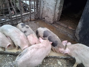 Soldani disponibili - imagine 5