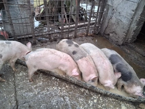 Soldani disponibili - imagine 3