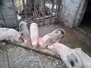 Soldani disponibili - imagine 4