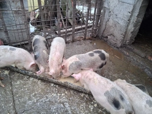 Soldani disponibili - imagine 2