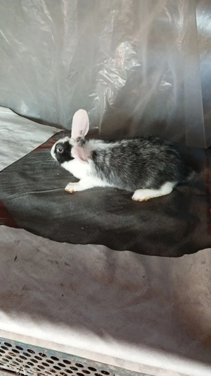  Vând iepuri  hycole francez  - imagine 2