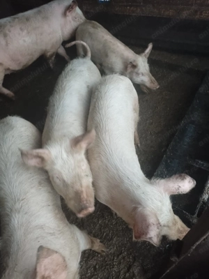 Vand 10 șoldani, Bogata, Mures - imagine 3