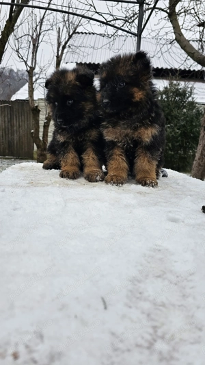 Pui ciobanesc german cu par lung si scurt