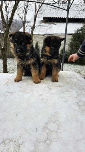 Pui ciobanesc german cu par lung si scurt - imagine 4