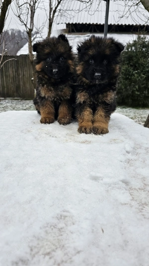 Pui ciobanesc german cu par lung si scurt - imagine 2