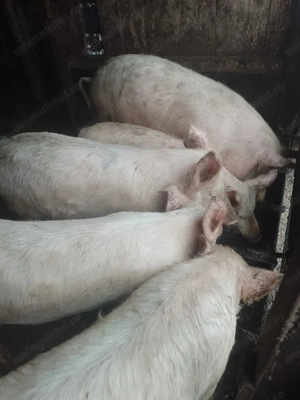 Vand 10 șoldani, Bogata, Mures - imagine 2