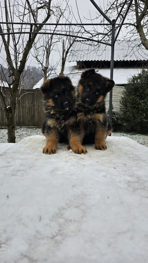 Pui ciobanesc german cu par lung si scurt - imagine 3