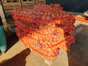 Cartofi de consum Bellarosa, Carrera