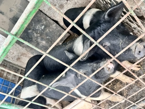 Purcei de vânzare  - imagine 4