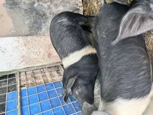 Purcei de vânzare  - imagine 5