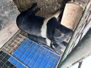 Purcei de vânzare  - imagine 3