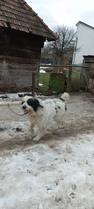 Caine ciobanesc mioritic  - imagine 2