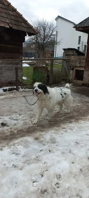 Caine ciobanesc mioritic  - imagine 3