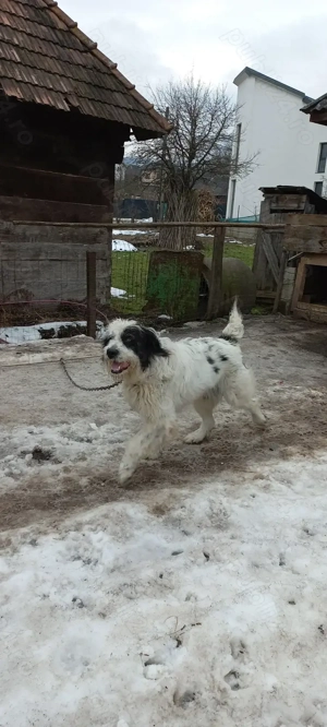 Caine ciobanesc mioritic 