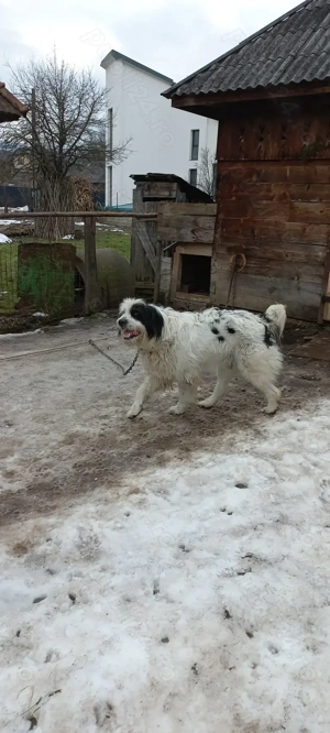 Caine ciobanesc mioritic  - imagine 5