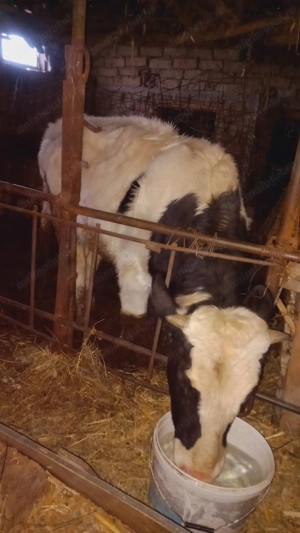 Vițel bălțată românească - imagine 2