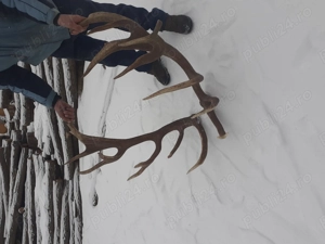 Coarne cerb disponibile.