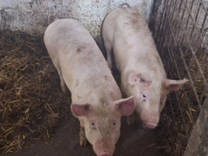 soldani de carne rasa pic  - imagine 2