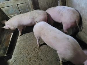 Vand porci - imagine 2