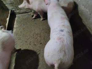 Vand porci - imagine 4