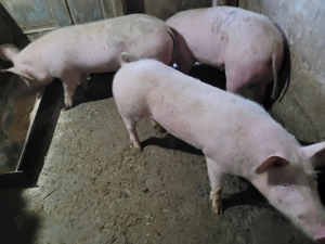 Vand porci - imagine 3