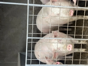 Porci de vânzare 120 150 kg   Ilfov