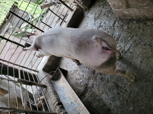 Vand porc 160 kg - imagine 4