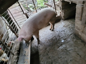 Vand porc 160 kg - imagine 2