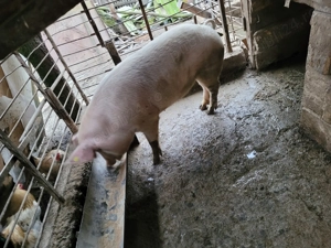 Vand porc 160 kg - imagine 3