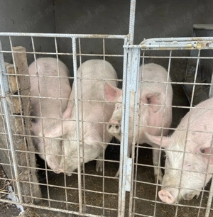 Porci de vânzare 120 150 kg   Ilfov - imagine 2