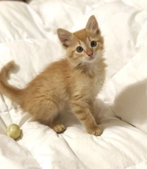 Siberiana de Pădure 