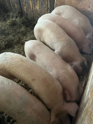 Vând purcei  - imagine 5