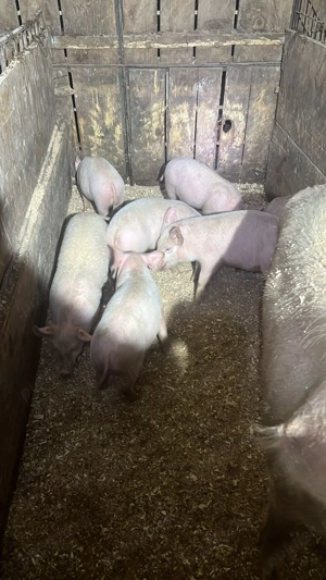 Vând purcei  - imagine 3