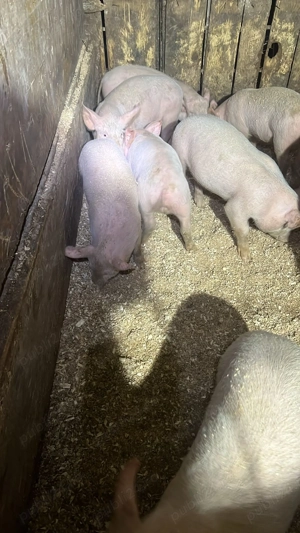 Vând purcei  - imagine 4