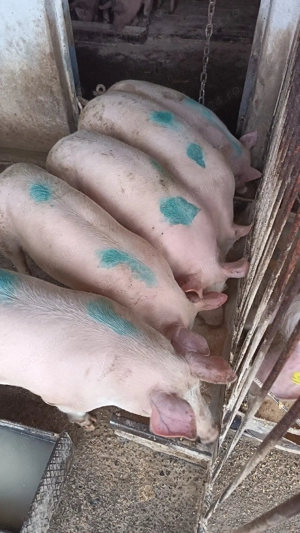 Porci de vânzare  - imagine 3