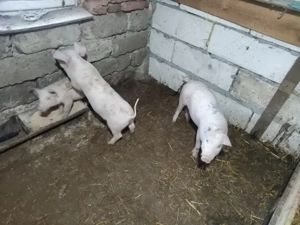 Vand șoldani 70- 80 kg și purcei la 2 luni - imagine 2