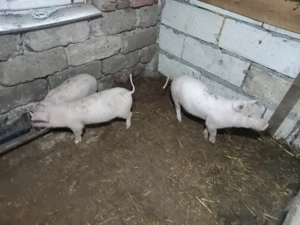 Vand șoldani 70- 80 kg și purcei la 2 luni - imagine 3