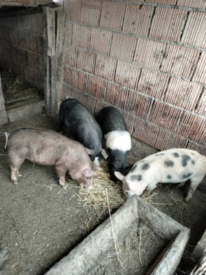 Vând purcei de 40 50 de kg 